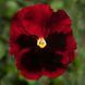 Дельта F1 red blotch 100 шт, Syngenta Flowers, Нідерланди 2898 фото