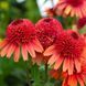 Ехінацея махрова низька Carrot Cake  2796 фото 1