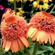 Ехінацея махрова середня Supreme&trade; Cantaloupe  2797 фото