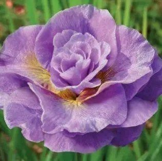 Ірис Sibirica Pink Parfait 0572 фото