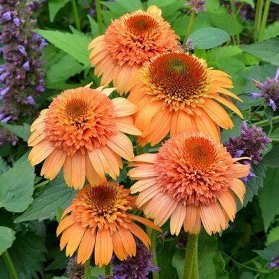 Ехінацея махрова середня Supreme&trade; Cantaloupe  2797 фото