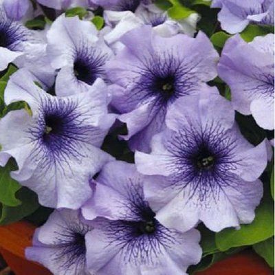 Лімбо F1 blue veined 1000 драже, грандіфлора, Hem Genetics, Нідерланди 1757 фото