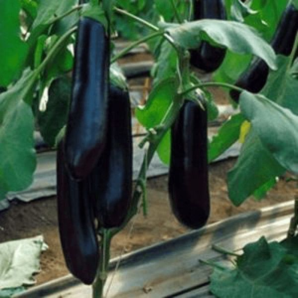 Найт Леді F1 циліндричний 30 шт, United Genetics (Італія) 0775 фото