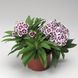 Барбаріні F1 purple picotee 100 шт, турецька низькоросла,Syngenta Flowers, Нідерланди 2057 фото