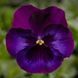 Дельта F1 neon violet   100 шт, Syngenta Flowers, Нідерланди 2899 фото