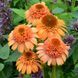 Ехінацея махрова середня Supreme&trade; Cantaloupe  2797 фото 1