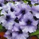 Лімбо F1 blue veined 1000 драже, грандіфлора, Hem Genetics, Нідерланди 1757 фото
