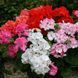 Мультіблум F1 mix 100 шт,Syngenta Flowers, Нідерланди 1957 фото