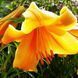 Orange Space 22/24  0374 фото 2