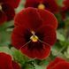 Сорбет XP F1 red with blotch 100 шт, PanAmerican, США 1610 фото