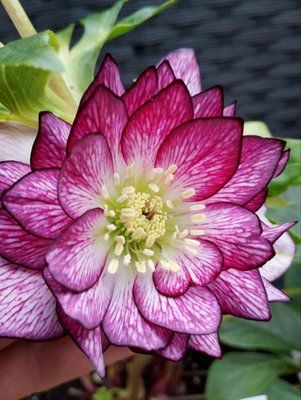 Чемерник (морозник)  Quintessa Pink 2700 фото