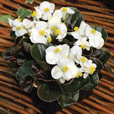 Бада Бум F1 white 200 драже, вічноквітуча, Syngenta Flowers, Нідерланди 2203 фото