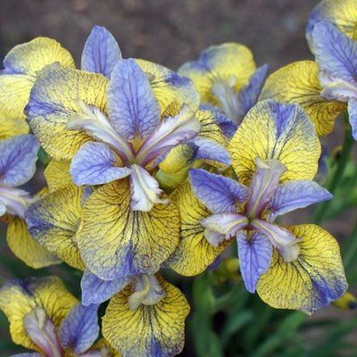 Ірис Sibirica Tipped in Blue 0573 фото