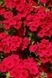 Флокс друммонда Б'юті (15 - 20 см) scarlet 5 г, W.Legutko, Польща 0623 фото