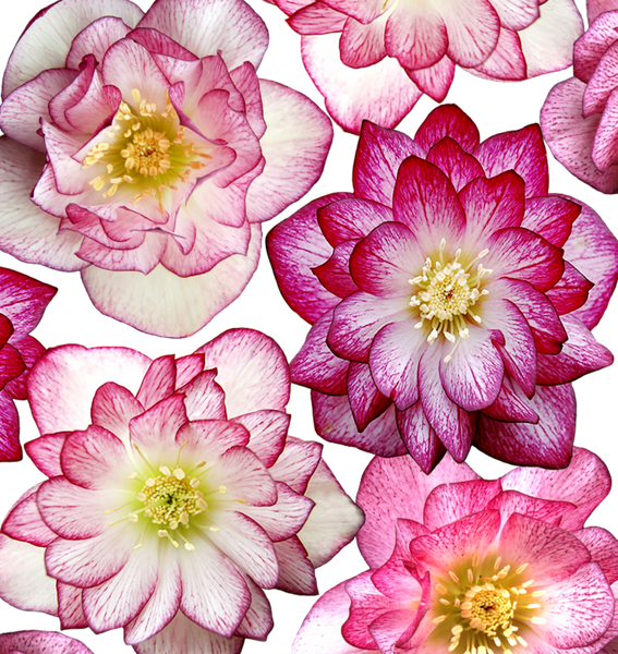 Чемерник (морозник)  Quintessa Pink 2700 фото