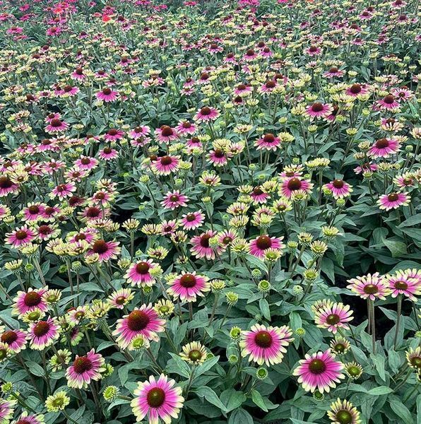 Echinacea "Sweet Sandia" 3094 фото