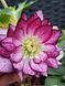 Чемерник (морозник)  Quintessa Pink 2700 фото 1
