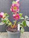 Чемерник (морозник)  Quintessa Pink 2700 фото 2