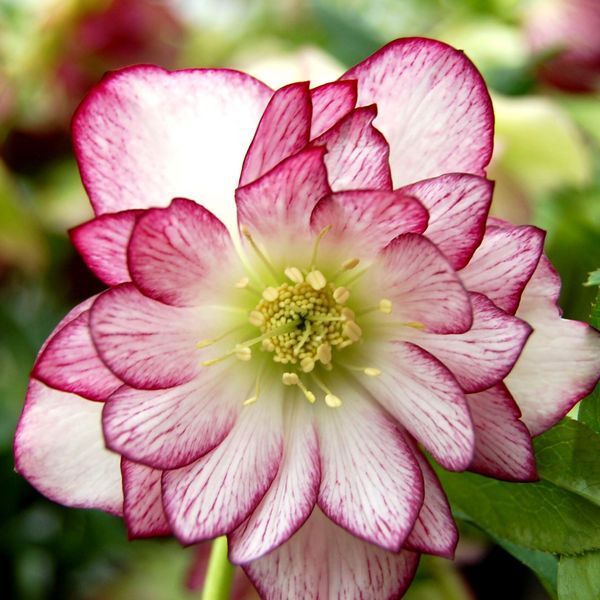 Чемерник (морозник)  Quintessa Pink 2700 фото