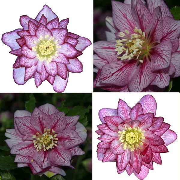 Чемерник (морозник)  Quintessa Pink 2700 фото