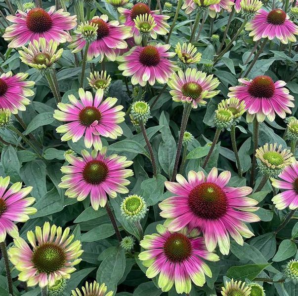 Echinacea "Sweet Sandia" 3094 фото
