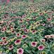 Echinacea "Sweet Sandia" 3094 фото 3