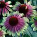 Echinacea "Sweet Sandia" 3094 фото 1