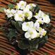 Бада Бум F1 white 200 драже, вічноквітуча, Syngenta Flowers, Нідерланди 2203 фото