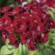 Барбаріні F1 red 100 шт, турецька низькоросла,Syngenta Flowers, Нідерланди 2058 фото
