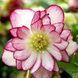 Чемерник (морозник)  Quintessa Pink 2700 фото 4