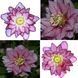 Чемерник (морозник)  Quintessa Pink 2700 фото 6