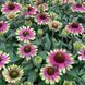 Echinacea "Sweet Sandia" 3094 фото 2
