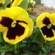 Маммут F1 жовта з вічком 100 шт, Syngenta Flowers, Нідерланди 1562 фото