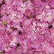 Мультіблум F1 pink 100 шт, Syngenta Flowers, Нідерланди 1958 фото