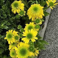 Ехінацея махрова висока Sunny Days Lemon  2799 фото