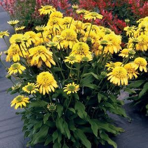 Ехінацея махрова висока Sunny Days Lemon  2799 фото