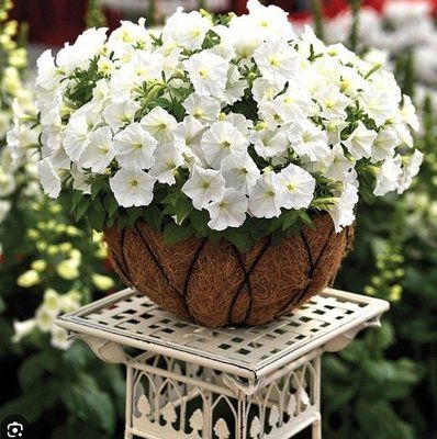 Пікобелла F1 біла 200 драже, мілліфлора, Syngenta Flowers, Нідерланди 1859 фото