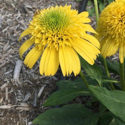 Ехінацея махрова висока Sunny Days Lemon  2799 фото