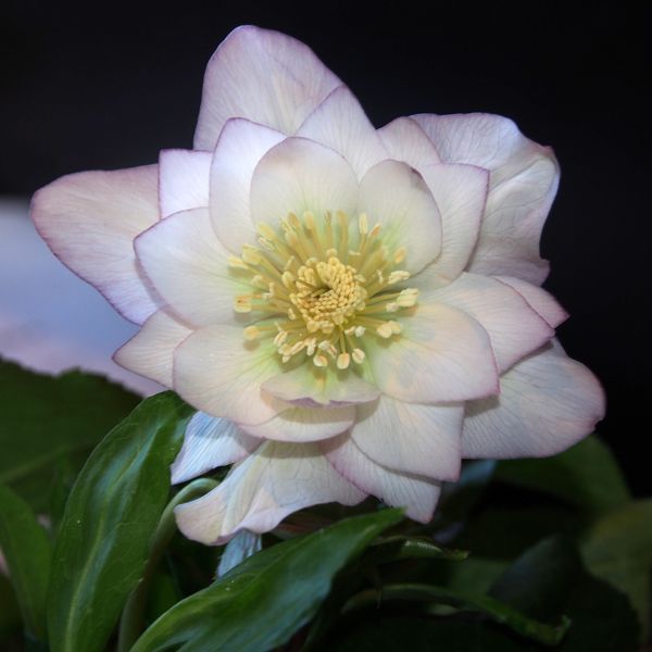 Чемерник (морозник) Quintessa Rose 2701 фото