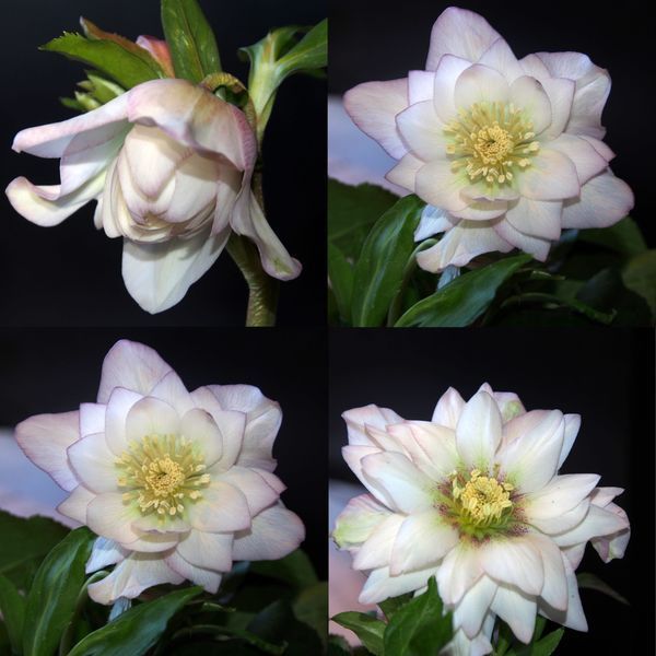 Чемерник (морозник) Quintessa Rose 2701 фото