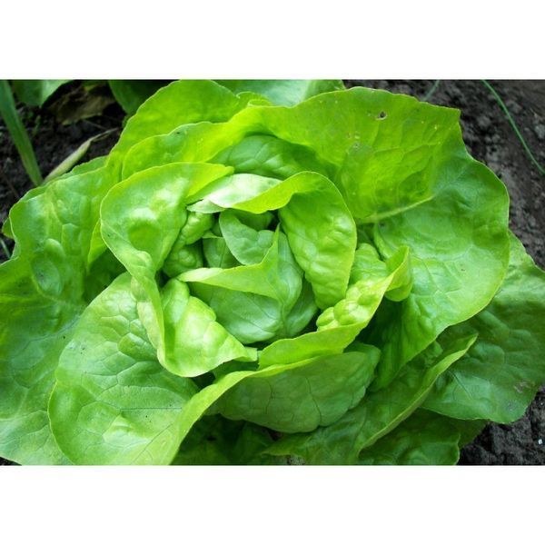 Салат Козіма, маслянистий головчатий, 30 шт, Wing Seed (Нідерланди) 1468 фото