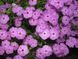 Флокс друммонда Б'юті (15 - 20 см) violet  5 г, W.Legutko, Польща 0624 фото
