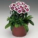 Барбаріні F1 red picotee 100 шт, турецька низькоросла,Syngenta Flowers, Нідерланди 2059 фото