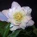 Чемерник (морозник) Quintessa Rose 2701 фото 2