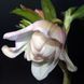 Чемерник (морозник) Quintessa Rose 2701 фото 1