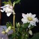 Чемерник (морозник) Quintessa Rose 2701 фото 3