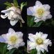 Чемерник (морозник) Quintessa Rose 2701 фото 4