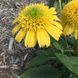 Ехінацея махрова висока Sunny Days Lemon  2799 фото 1