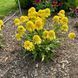 Ехінацея махрова висока Sunny Days Lemon  2799 фото 4