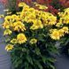 Ехінацея махрова висока Sunny Days Lemon  2799 фото 2